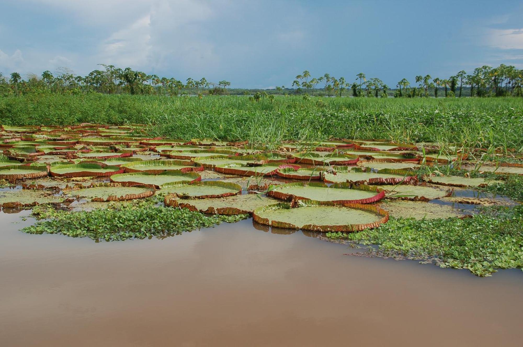 Pacaya Samiria Amazon Lodge Nauta 外观 照片